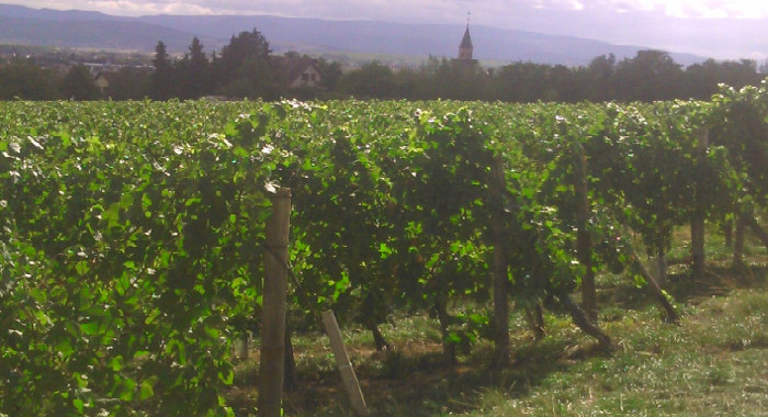 Alsace Vineyard