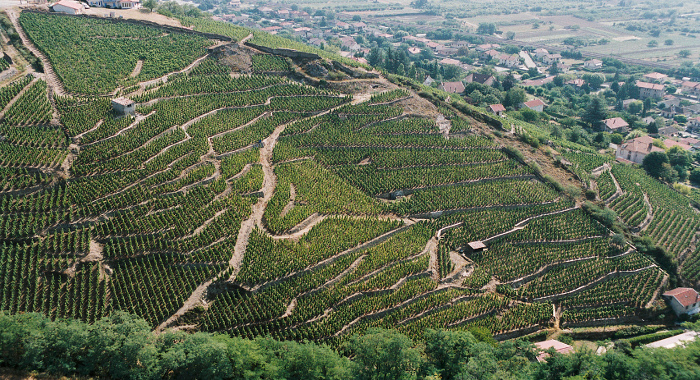 Vignoble Cotes du Rhone