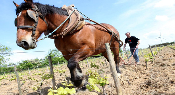 Michon cheval2 700x380