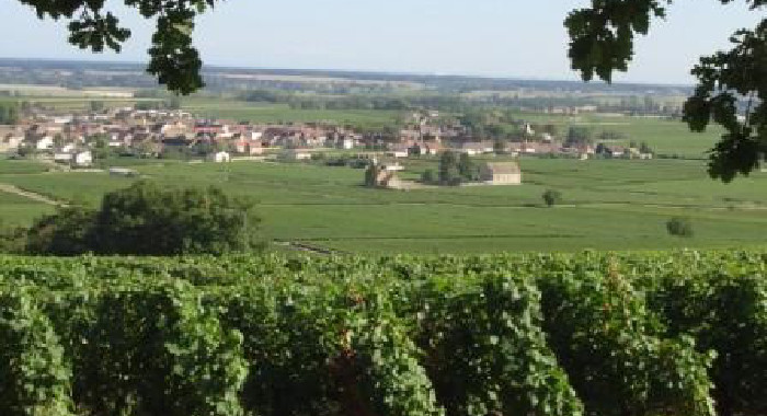 Domaine Guillemard-Clerc