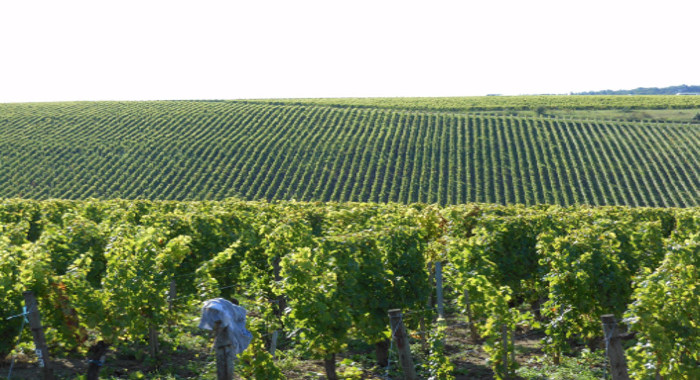 Le Vignoble de la Vallée de la Loire